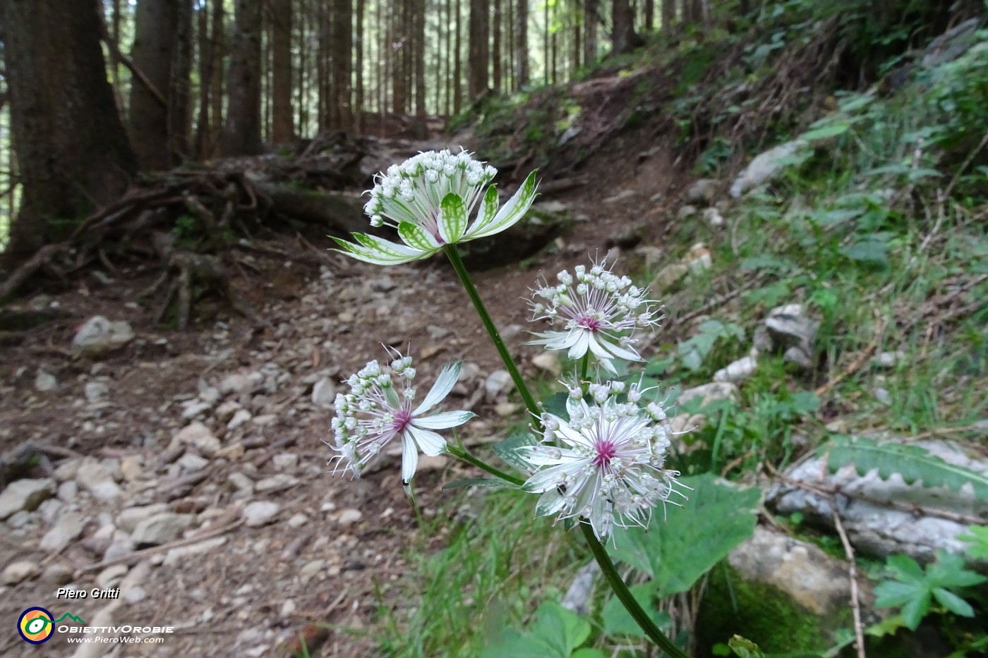 28 Fiori di Astranzia maggiore (Astrantia major).JPG